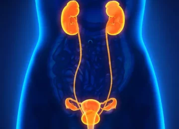 female-urinary-system-royalty-free-image-665626734-1556830641